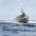 whale_humpback_h_00399_dom2446.jpg